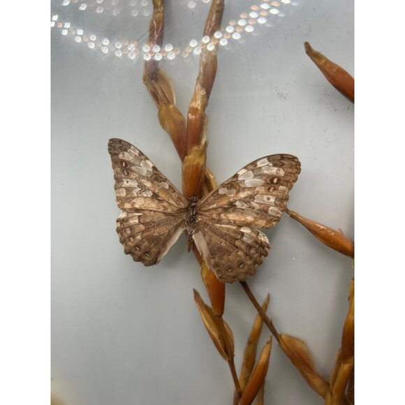 Framed Butterfly Display With Gold Frame & Natural Dried Stalks - Picture 8 of 16
